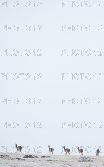 Guanacos (Llama guanicoe), Torres del Paine National Park, Patagonia, Chile, South America