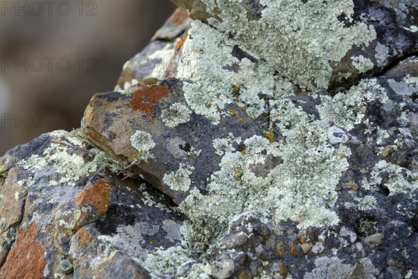 Lichens in Torres del Paine National Park, Patagonia, Chile, South America