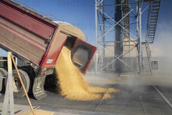 Inwood, Iowa - Newly-harvested corn is unloaded at Cooperative Farmers Elevator (CFE). The corn will be piled up and covered by a tarp for the winter and then sold in the spring