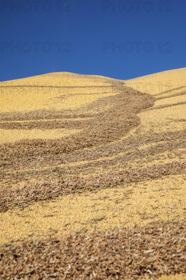 Inwood, Iowa - Newly-harvested corn is piled up at Cooperative Farmers Elevator (CFE). The pile will be covered by a tarp for the winter and then sold in the spring