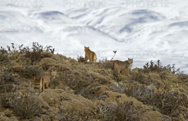 Cougar (Cougar concolor) female with cubs, Torres del Paine National Park, Chile, South America
