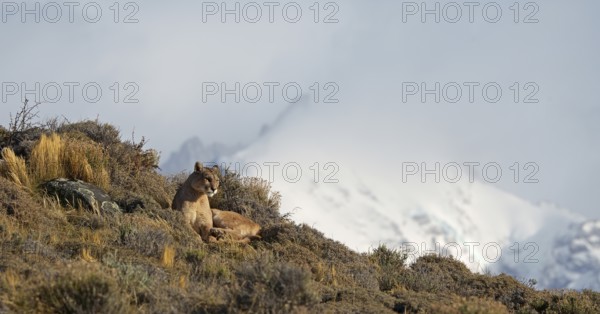 Cougar (Cougar concolor), Torres del Paine National Park, Chile, South America