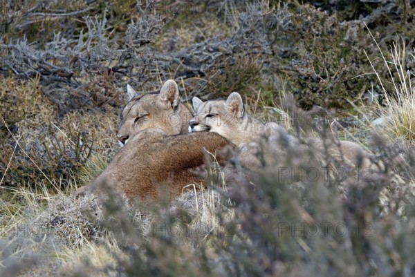 Cougar (Cougar concolor) female with young, Torres del Paine National Park, Chile, South America