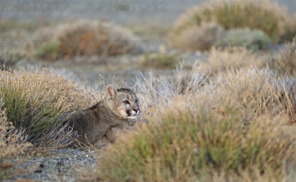 Cougar (Cougar concolor) young, Torres del Paine National Park, Chile, South America