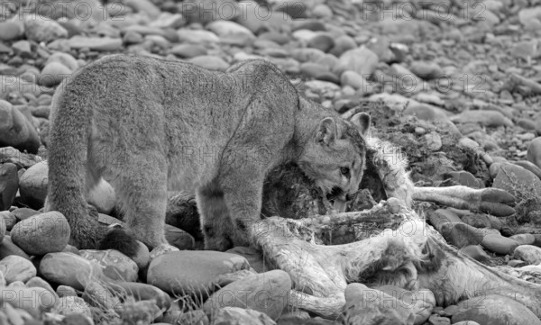 Cougar (Cougar concolor) young feeding, Torres del Paine National Park, Chile, South America