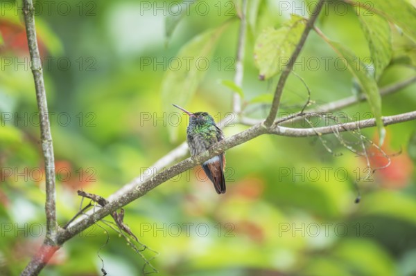 Rufous-tailed hummingbird (Amazilia tzacatl) on branch, Sarapiqui, Costa Rica, Central America