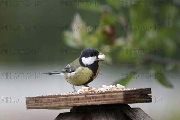 Great tit (Parus major), bird feeder, close-up, pretty, autumn, Germany, The great tit has a large nut in its beak