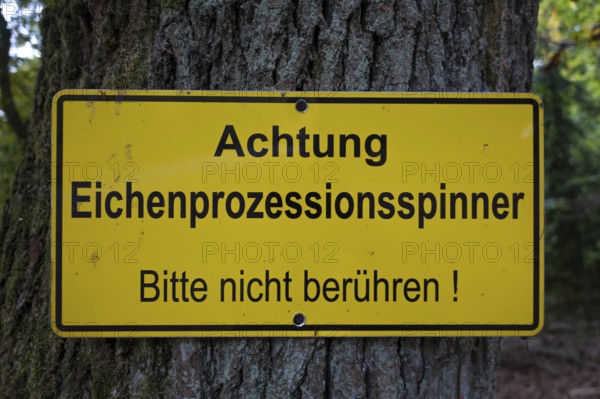 A warning sign hangs on an oak tree with the words Caution - Oak processionary moth - Please do not touch! The oak processionary moth (Thaumetopoea processionea) is a butterfly (moth) of the family Notodontidae. In humans, the tiny stinging hairs of the caterpillars can cause allergic caterpillar dermatitis on contact with the skin, Stadtwald, Bad Homburg, Hesse, Germany