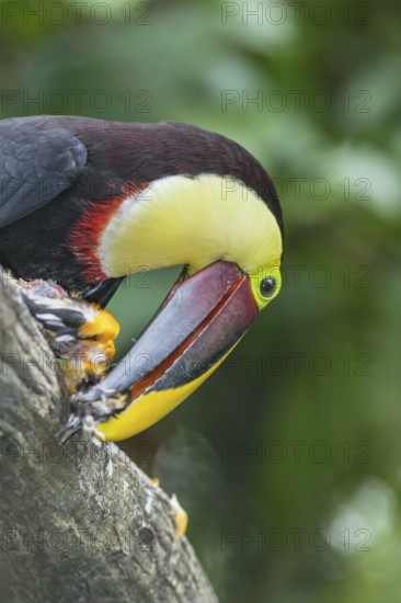 Chestnut-mandibled Toucan (Ramphastos swainsonii) feeding on a smaller bird, Sarapiqui, Costa Rica, Central America