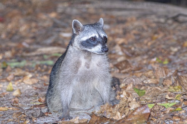 Northern Racoon (Procyon lotor), Manuel Antonio National Park, Puntarenas Province, Costa Rica