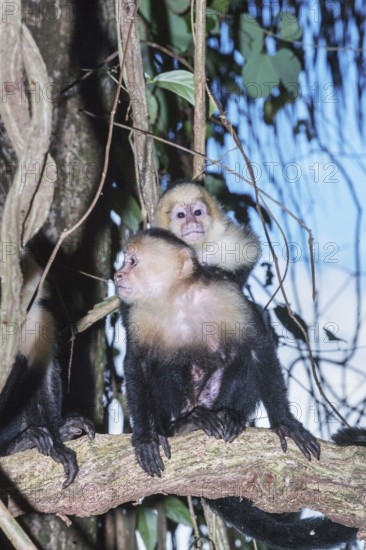 White-faced capuchin monkey (Cebus capucinus) carries her young on her back, Manuel Antonio National Park, Puntarenas Province, Costa Rica