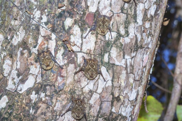 Long-nosed bats (Rhynchonycteris naso) camouflaged on a tree trunk, Manuel Antonio National Park, Puntarenas Province, Costa Rica