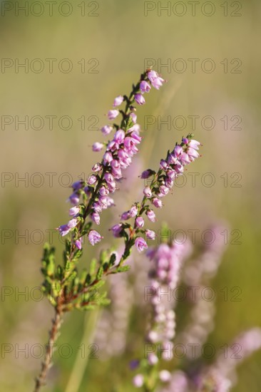 Flowering heather (Calluna vulgaris), heather, Trupacher Heide nature reserve, Siegen, North Rhine-Westphalia, Germany