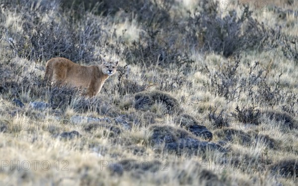 Cougar (Cougar concolor), Torres del Paine National Park, Chile, South America
