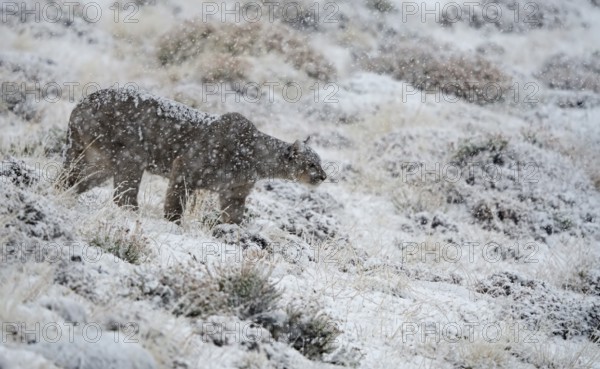 Cougar (Cougar concolor) in the snow, Torres del Paine National Park, Chile, South America