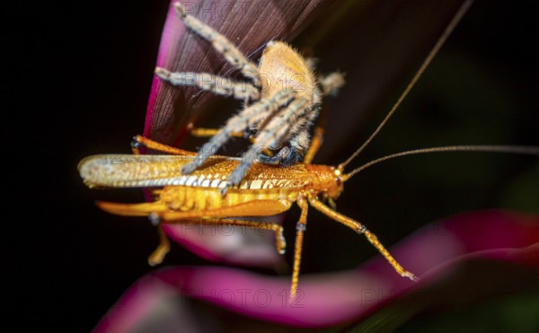 Comb spider (Ctenidae) with captured grasshopper, sitting on a leaf, at night, Puntarenas province, Costa Rica