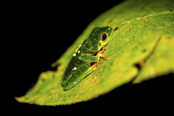 Red-eyed tree frog (Agalychnis callidryas) sitting on a leaf, at night, Puntarenas province, Costa Rica