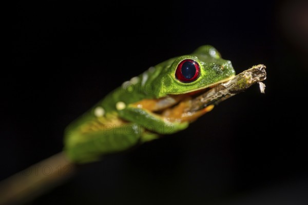 Red-eyed tree frog (Agalychnis callidryas) sitting on a stem, at night, Puntarenas province, Costa Rica