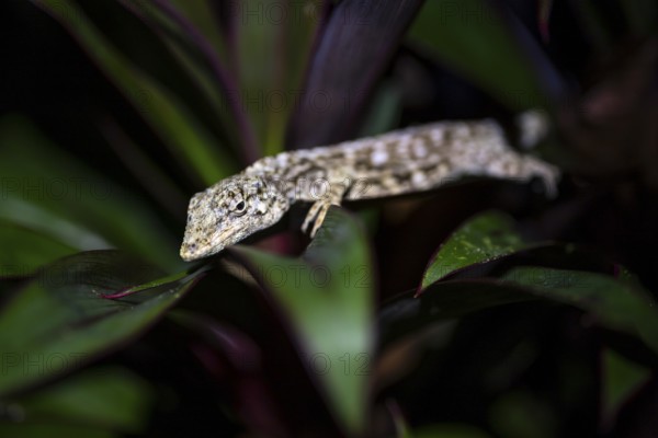 Pacific Lichen Anolis (Adolis charlesmyersi), Anolis sitting on a leaf at night, Puntarenas Province, Costa Rica