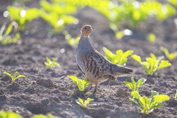 Grey partridge (Perdix perdix) Germany