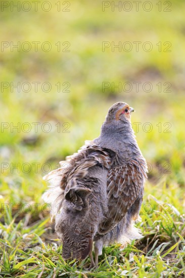 Grey partridge (Perdix perdix) Germany