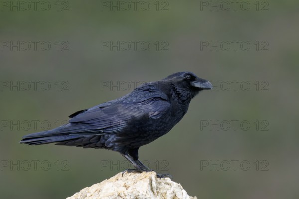 Raven (Corvus corax) on a rock, Extremadura, Spain