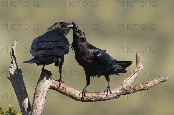 Pair of common ravens (Corvus corax) mating on a branch, Extremadura, Spain