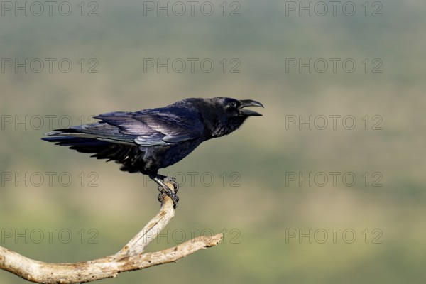 Raven (Corvus corax) on a dead branch, Ruf, Extremadura, Spain