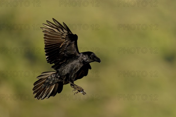 Raven (Corvus corax), flight, Extremadura, Spain