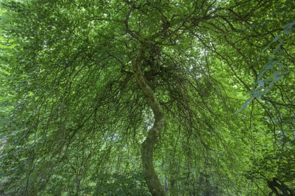 Faux de Verzy beech forest, Verzy, Marne, France