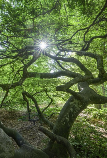 Faux de Verzy beech forest, Verzy, Marne, France