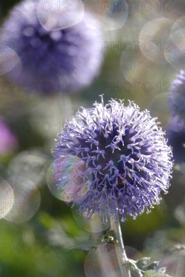 Thistle with beautiful bokeh, summer, Germany
