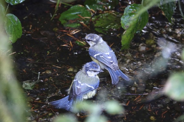 Wet blue tit after a bath, summer, Germany