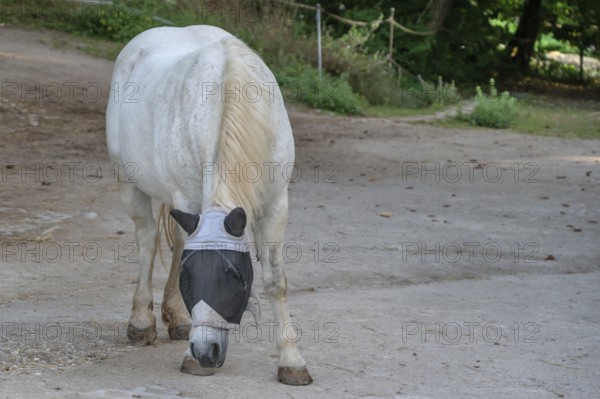 Mould with a fly mask on a riding stable, Franconia, Bavaria, Germany