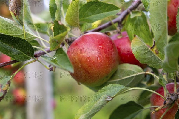 Apples ready for harvest at a fruit farm in the Palatinate
