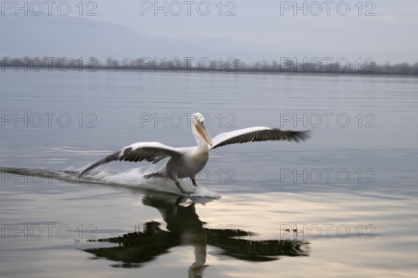 Dalmatian Pelican (Pelecanus crispus), Dalmatian Pelican, landing, long exposure, Lake Kerkini, Greece