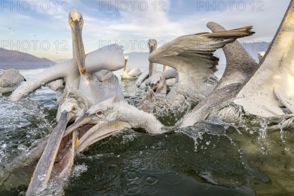 Dalmatian Pelican (Pelecanus crispus), Dalmatian Pelican, fighting, Lake Kerkini, Greece
