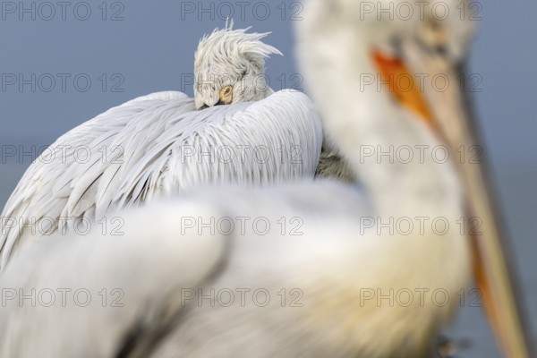 Dalmatian Pelican (Pelecanus crispus), Dalmatian Pelican, roosting, close up, in its plumage, Lake Kerkini, Greece