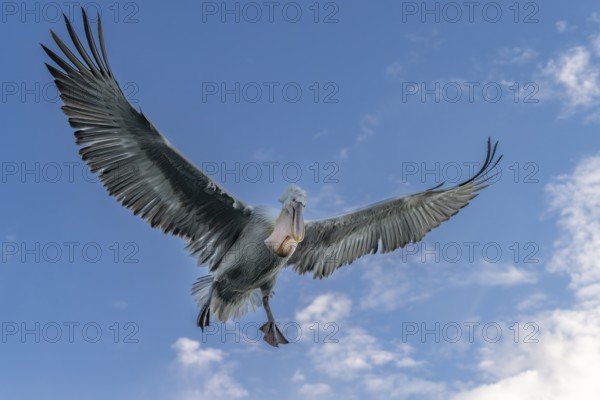 Dalmatian Pelican (Pelecanus crispus), Dalmatian Pelican, flying, Lake Kerkini, Greece