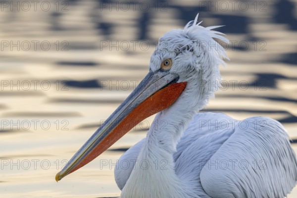 Dalmatian Pelican (Pelecanus crispus), Dalmatian Pelican, swimming, close up, in its plumage, Lake Kerkini, Greece