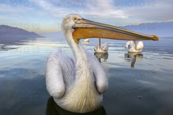 Dalmatian Pelican (Pelecanus crispus), Dalmatian Pelican, swimming, in its plumage, Lake Kerkini, Greece
