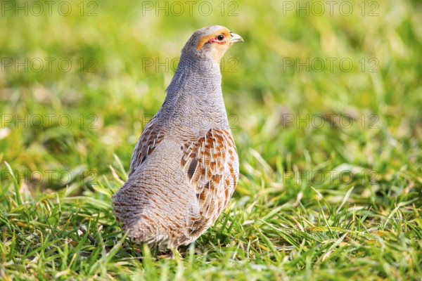 Grey partridge (Perdix perdix) Germany