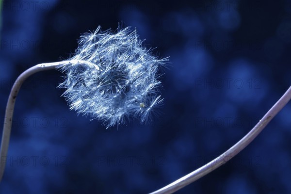 Dandelion, macro photography, summer, Germany