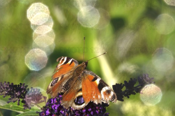 Peacock butterfly, summer, Germany