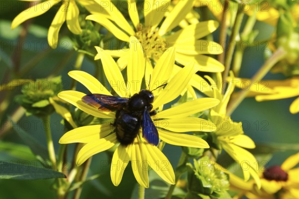 Wood bee on a flower, summer, Germany