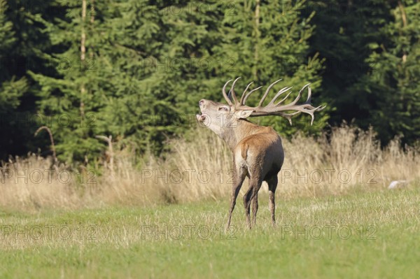 Red deer (Cervus elaphus) during the rutting season, a large stag roaring in a forest clearing, wildlife, autumn, Sauerland, North Rhine-Westphalia, Germany