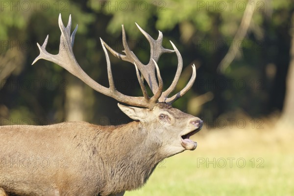 Red deer (Cervus elaphus) during the rutting season, a large stag roaring in a forest clearing, animal portrait, wildlife, autumn, Sauerland, North Rhine-Westphalia, Germany