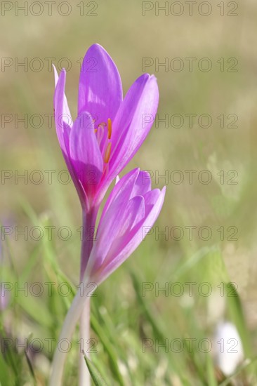 Autumn crocus (Colchicum autumnale), half-opened flowers in a meadow, endangered, protected poisonous plant species, native nature, wet meadow, autumn messenger, season, autumn, bulbous plant, poisonous plant, Wilnsdorf, North Rhine-Westphalia, Germany