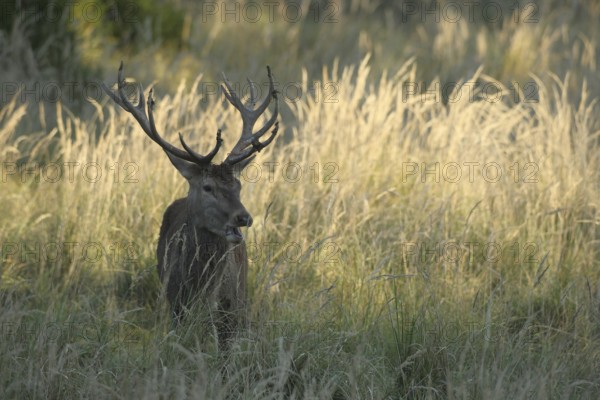 Red deer (Cervus elaphus) rutting stag in tall grass, Allgäu, Bavaria, Germany, Allgäu, Bavaria, Germany