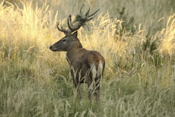 Red deer (Cervus elaphus) rutting stag with wire mesh in left antler bar secured in high grass, Allgäu, Bavaria, Germany, Allgäu, Bavaria, Germany